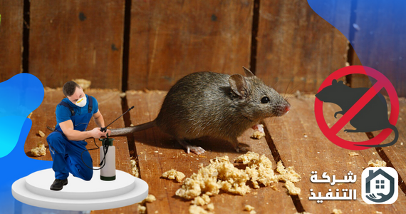 شركة مكافحة الفئران بالرياض