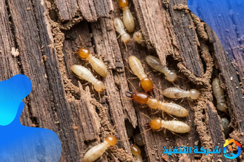 مميزات شركه مكافحه النمل الابيض بالدمام المتخصصة لقطاعي الأفراد والأعمال