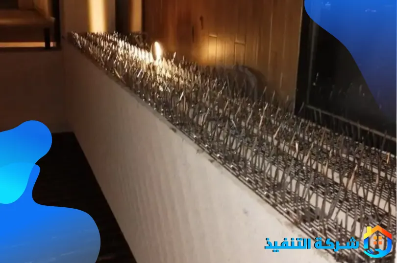 شركة مكافحة الحمام بجدة 1 مزايا افضل شركة مكافحة حمام بجدة