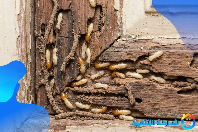 شركة مكافحة النمل الابيض بمكة 4 أفضل شركات مكافحة النمل الأبيض مكة