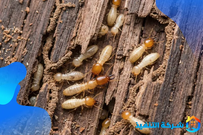 شركة مكافحة النمل الابيض بمكة 1 اكتشف طبيعة وخصائص النمل الأبيض